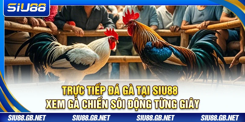 Trực Tiếp Đá Gà Tại Siu88 – Xem Gà Chiến Sôi Động Từng Giây 1 Trực Tiếp Đá Gà Tại Siu88 – Xem Gà Chiến Sôi Động Từng Giây