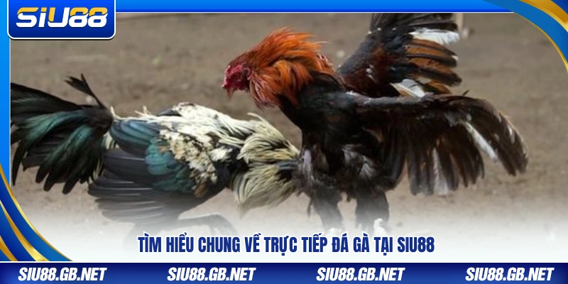 Trực Tiếp Đá Gà Tại Siu88 – Xem Gà Chiến Sôi Động Từng Giây 2 Khái quát thông tin về đá gà trực tuyến tại Siu88