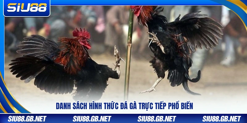 Trực Tiếp Đá Gà Tại Siu88 – Xem Gà Chiến Sôi Động Từng Giây 3 Những loại trực tiếp đá gà được nhiều người lựa chọn
