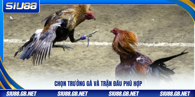 Trực Tiếp Đá Gà Tại Siu88 – Xem Gà Chiến Sôi Động Từng Giây 4 Lựa chọn trường gà và kèo đấu phù hợp